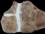 Partial Fossil Plesiosaur Paddle - Goulmima, Morocco #73945-3